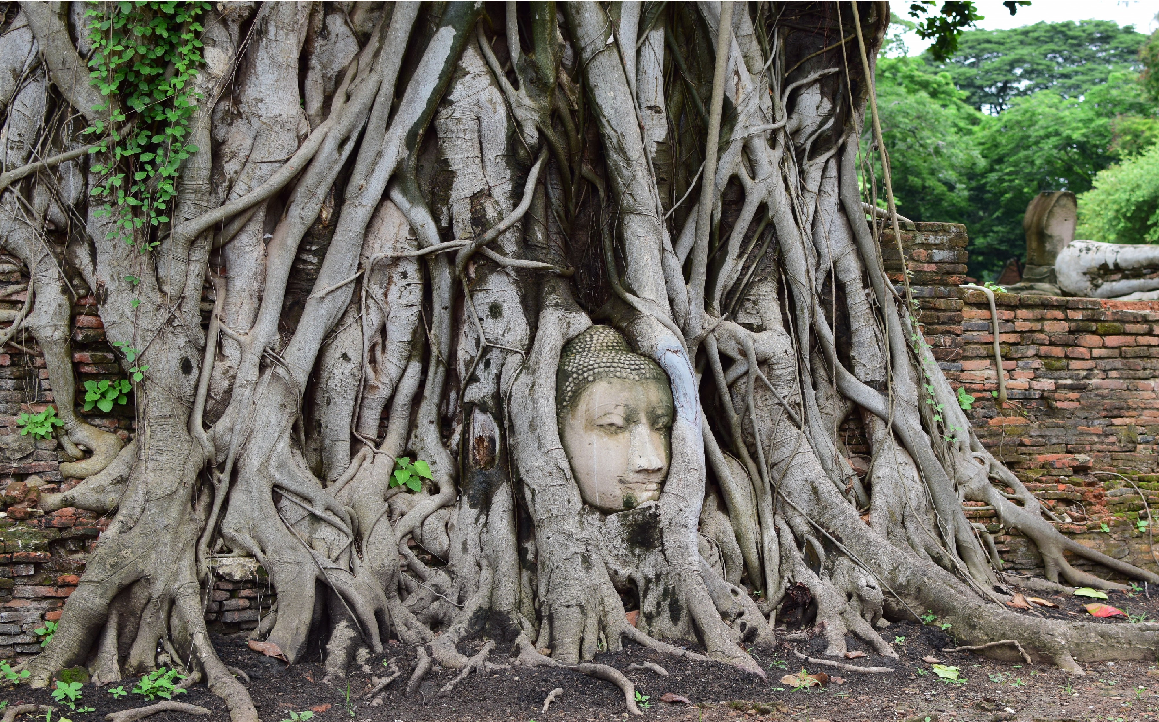 木の根に取りこまれた仏頭のある「ワットマハタート(ワットプラマハタート)」